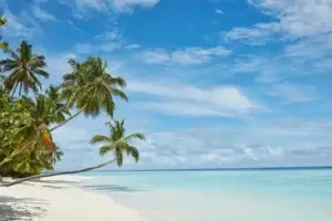 Пальмы на берегу тропического пляжа с кристально чистым морем