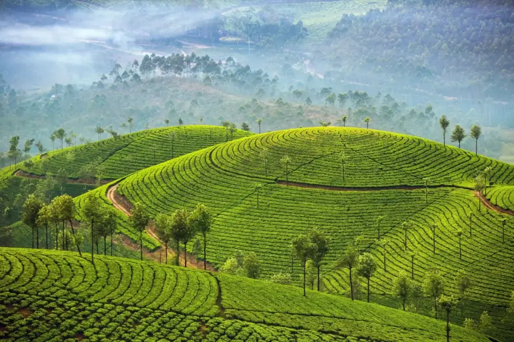 A lush green tea plantation on rolling hills with misty mountains in the background