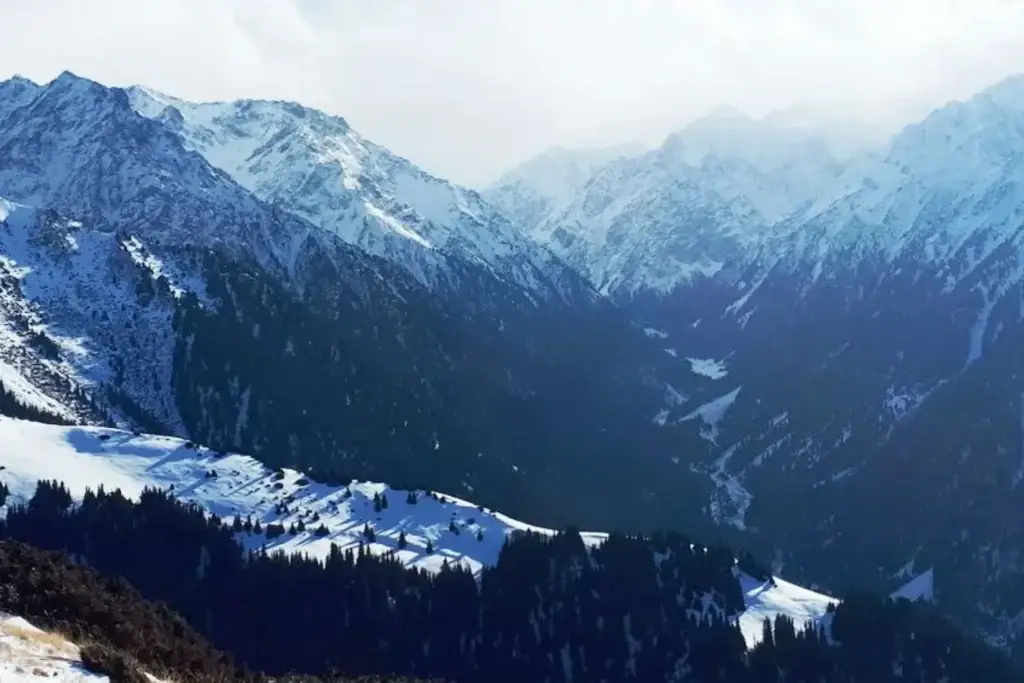 Snow‑covered mountains and a winter forest