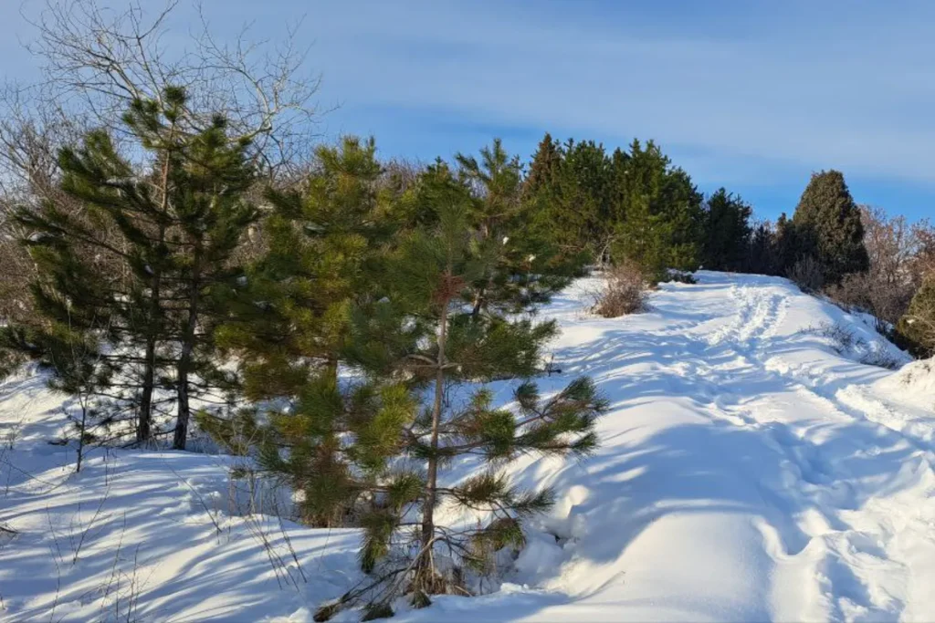 A snowdrift-covered trail leads through a sparse coniferous forest