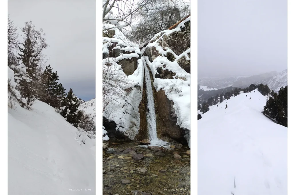 Третий коллаж из фотографий хвойных лесов Сукока, Узбекистан