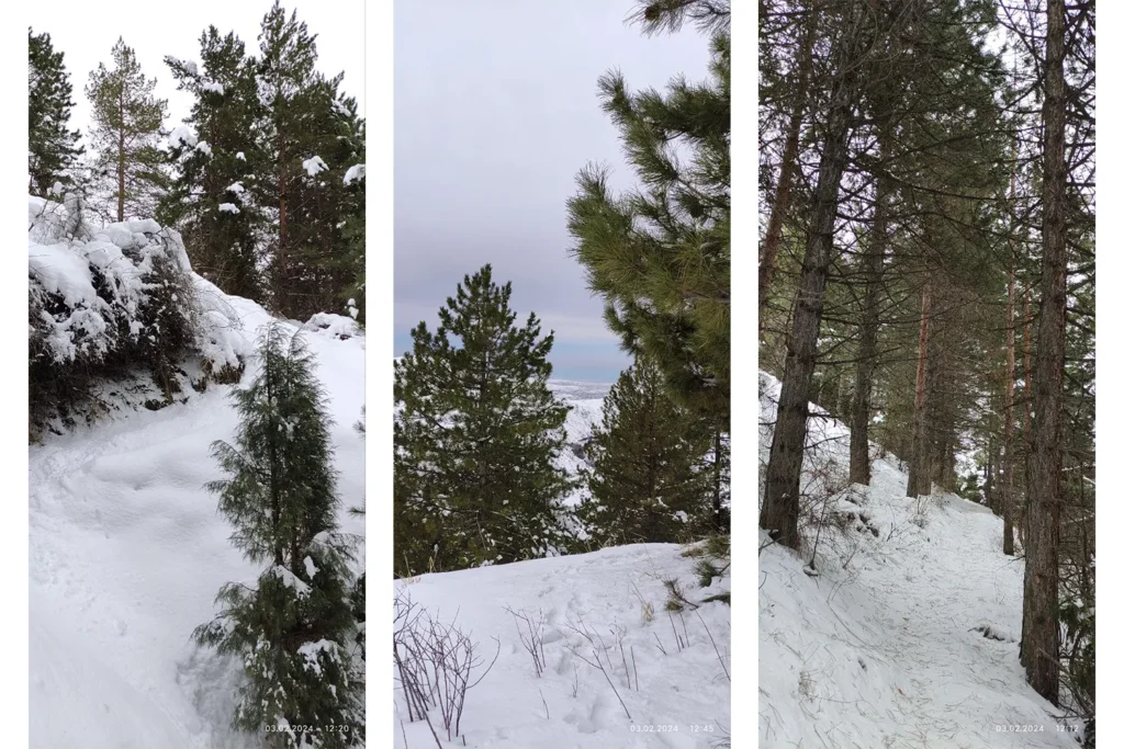 The second collage of photographs of coniferous forests of Sukoka, Uzbekistan