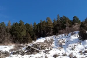 Snow-covered coniferous forest